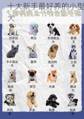 十大新手最好养的小型犬